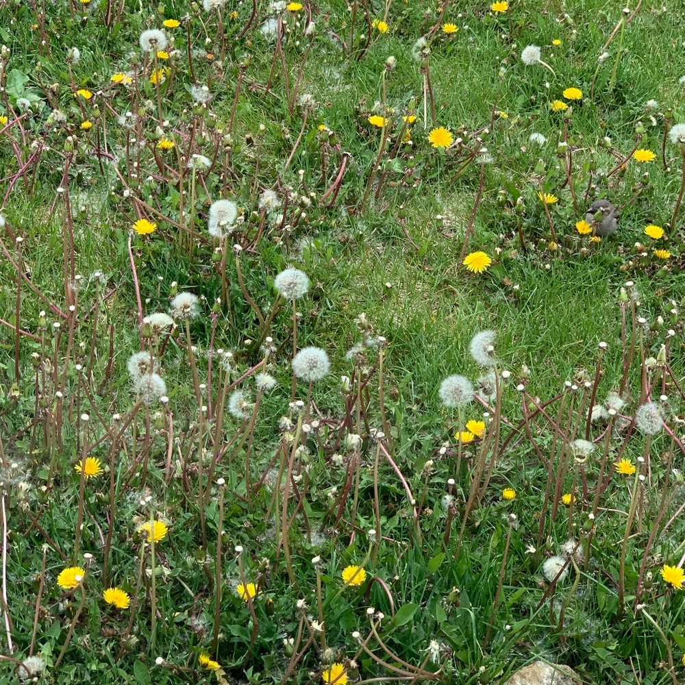 Meet your Posher, Magnolia